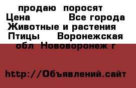 продаю  поросят  › Цена ­ 1 000 - Все города Животные и растения » Птицы   . Воронежская обл.,Нововоронеж г.